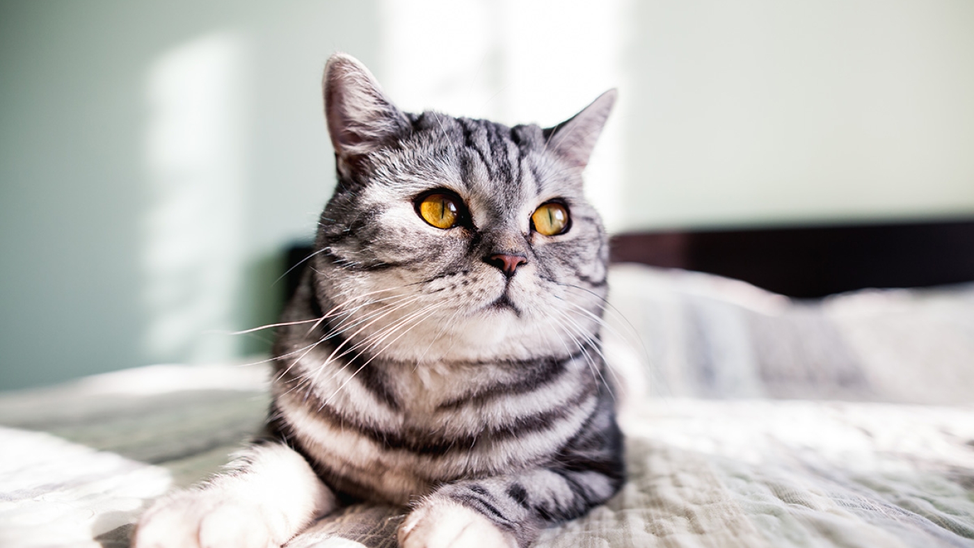 cat-blog