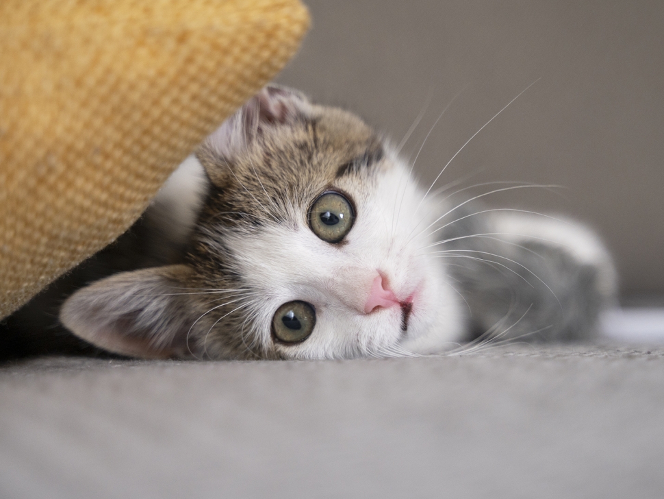 cute-cat-spending-time-indoors