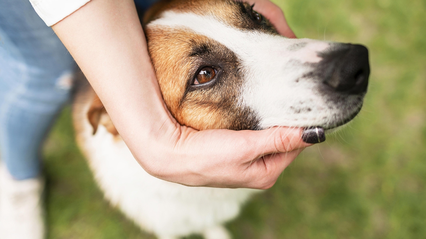 close-up-cute-dog-enjoying-time-outside