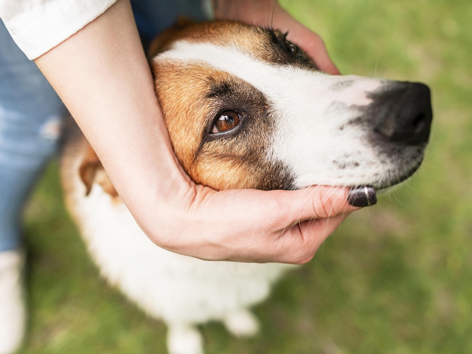 close-up-cute-dog-enjoying-time-outside
