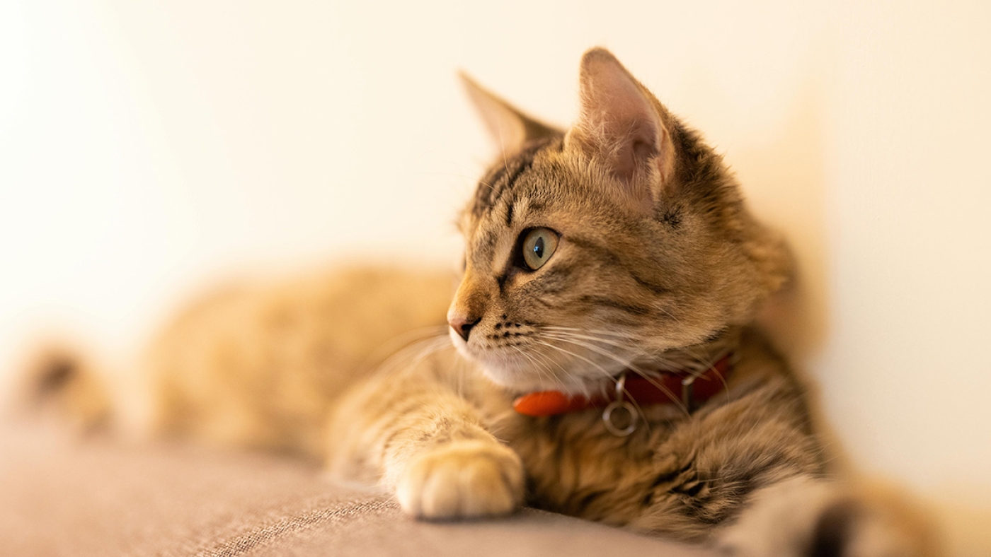 cat