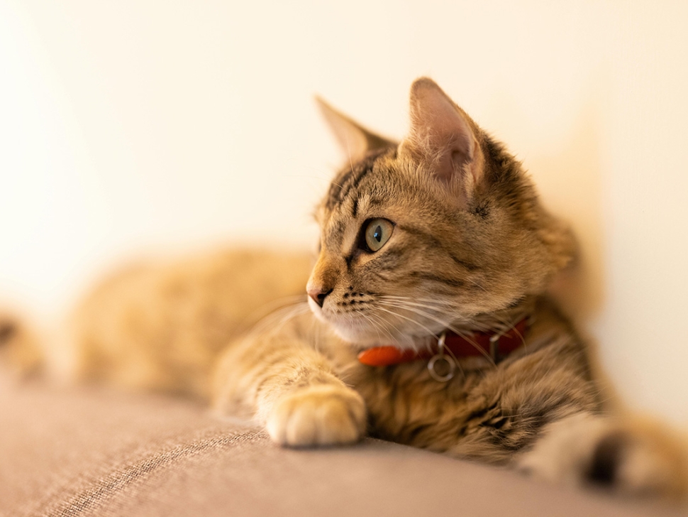 cat