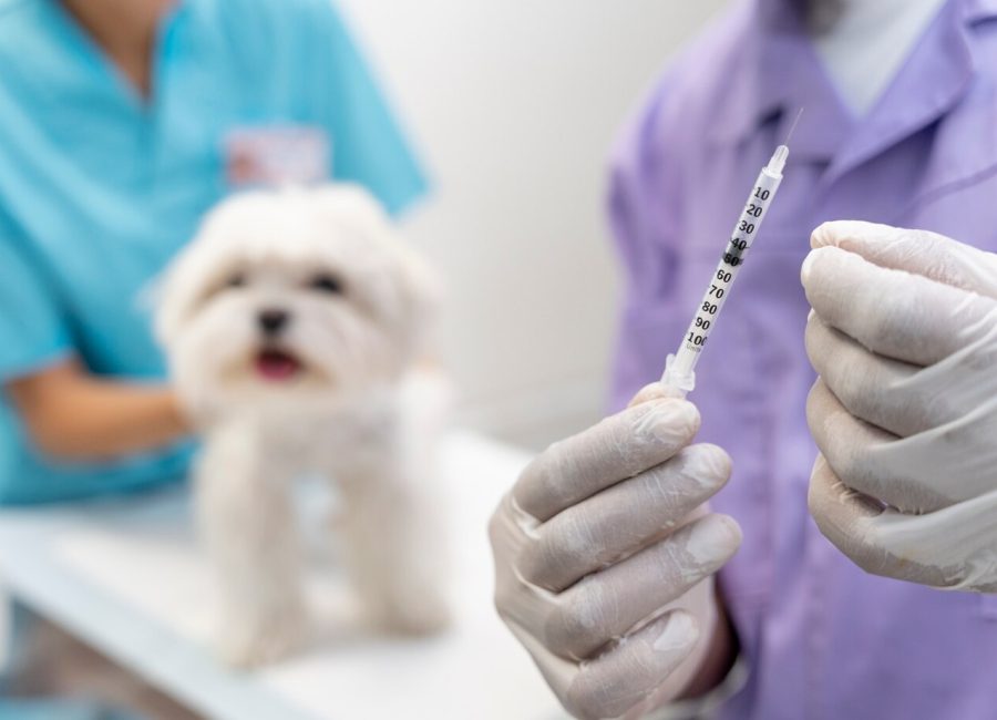 close-up-veterinarian-taking-care-pet_23-2149143887 close-up-veterinarian-taking-care-pet_23-2149143887